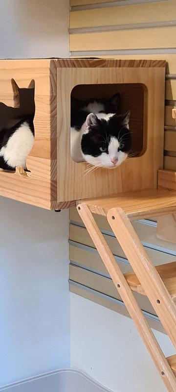 Plaatsbaar: het katten elftal