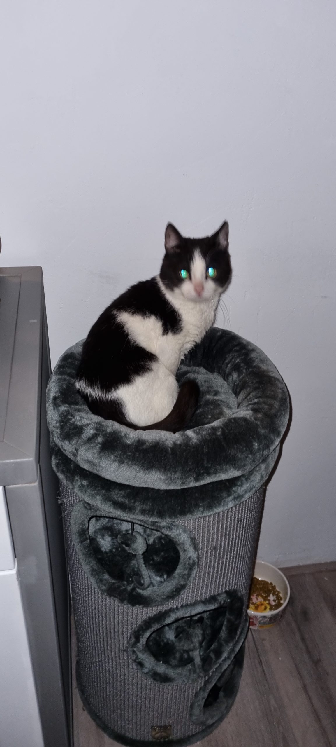 Zwart-witte kat Joost, geadopteerd vanuit 't Julialaantje in Rijswijk, zit op een mandje in zijn nieuwe thuis