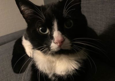 Kat Bozo ligt chill op de bank na zijn adoptie uit asiel 't Julialaantje in Rijswijk