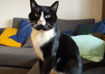 Kat Bozo is geadopteerd uit het asiel in Rijswijk en verblijft nu in zijn nieuwe thuis
