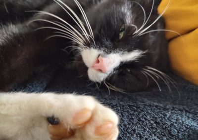 Zwart-witte kater Bozo slaapt in zijn nieuwe thuis nadat zijn baasjes besloten hem uit asiel 't Julialaantje te adopteren
