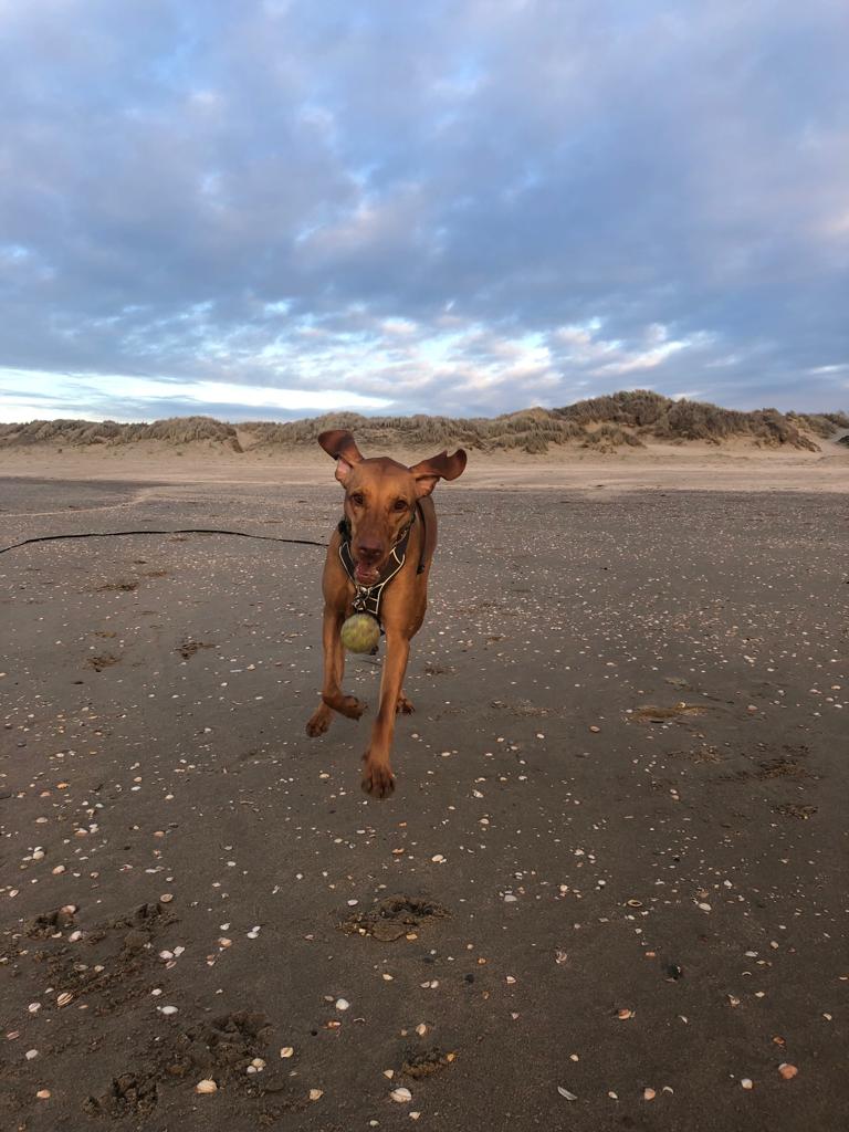 Vizsla hond Sari, geadopteerd vanuit dierenasiel 't Julialaantje, rent op het strand achter een bal aan