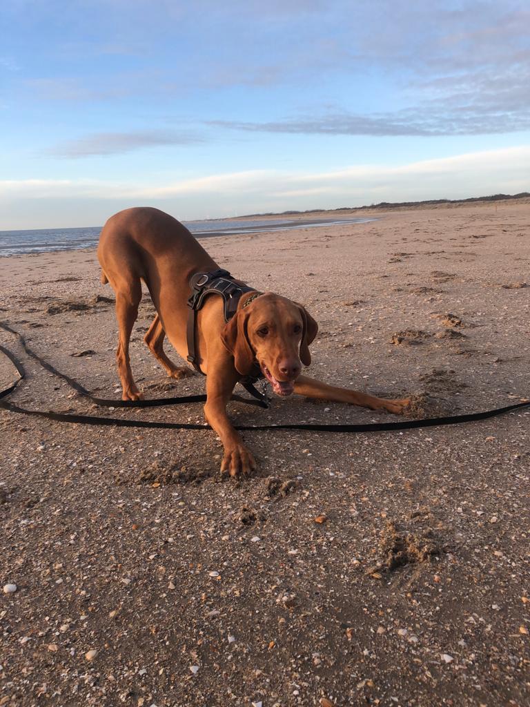 Hond Sari heeft een speelse houding op het strand nu ze is geadopteerd vanuit het asiel