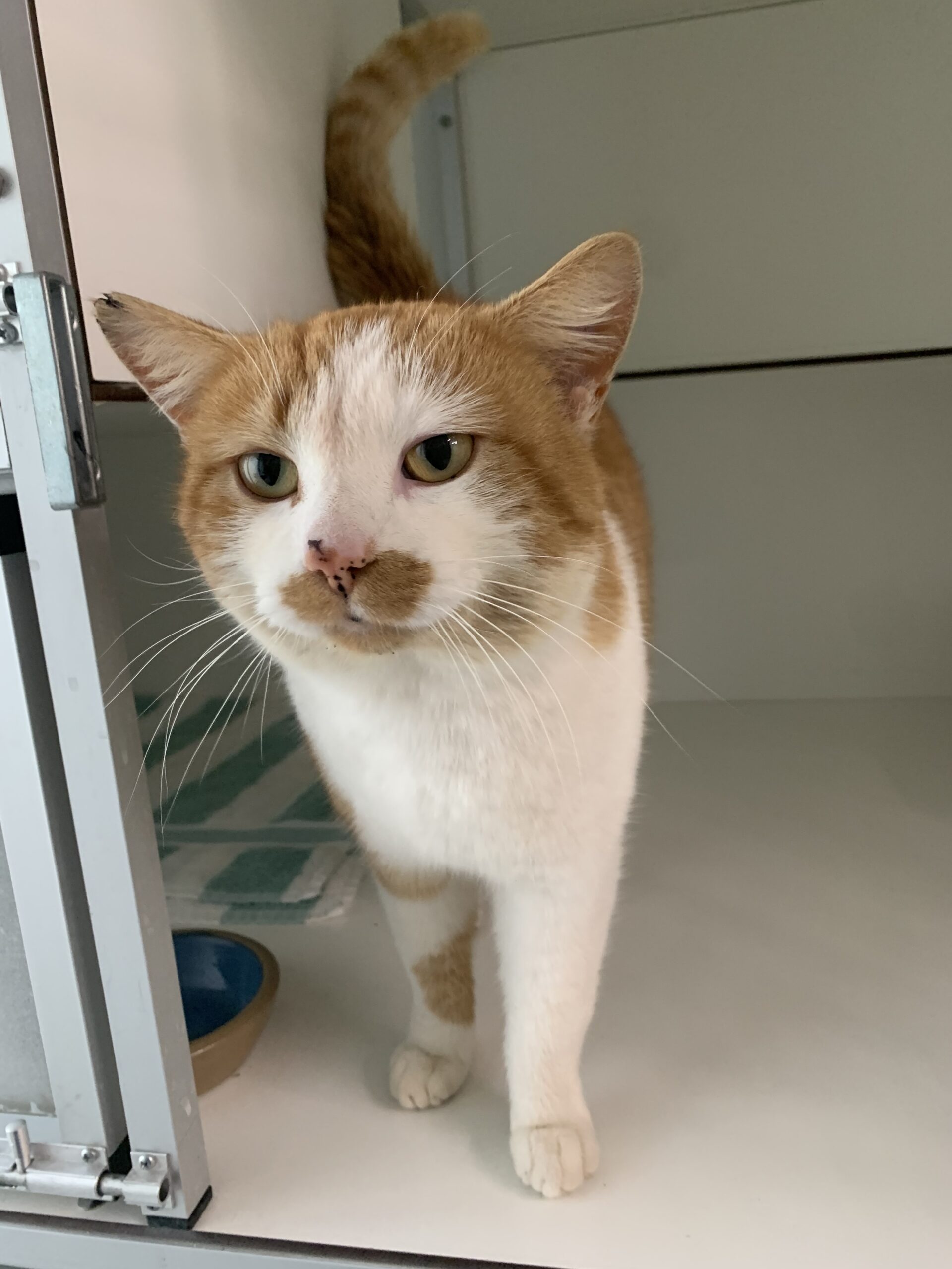Kat gevonden op 9 maart in Delfgauw (463)